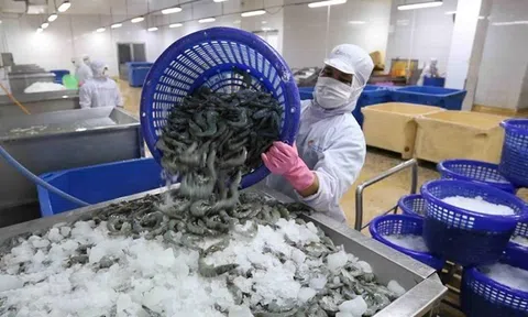 Xuất khẩu tôm sang Nhật Bản vẫn ổn định trong năm 2023