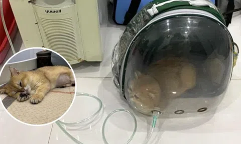 Tình hình sức khoẻ của chú mèo bị giẫm đạp vào mùng 2 Tết: Hồi phục thần kỳ, vượt qua nguy hiểm