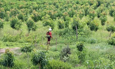 Quy định gia hạn sử dụng đất trồng cây hàng năm