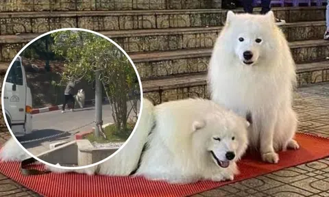 Xôn xao 2 chú chó nổi tiếng tại Đà Lạt bị chủ đánh đập vì không chụp hình với du khách