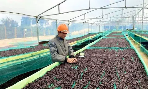 Xây dựng văn hoá cà phê cho phát triển bền vững