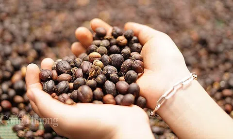Việt Nam là nguồn cung cà phê lớn nhất cho Tây Ban Nha