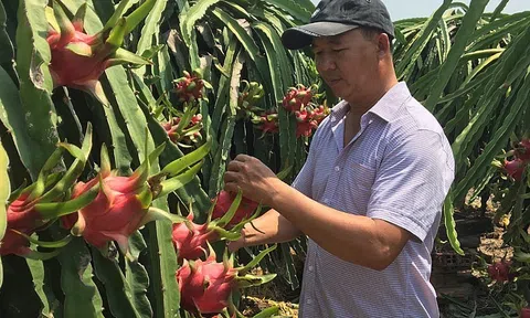 Xuất khẩu nông sản sang thị trường Australia: Doanh nghiệp cần lưu ý gì?