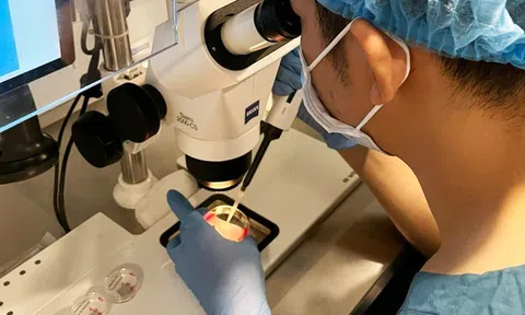 Bước tiến mới trong thụ tinh ống nghiệm: Làm IVF không cần kích buồng trứng