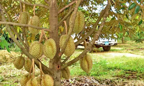 Nguy cơ mất trắng cả tỉ đồng vì góp vốn mua chung đất trồng sầu riêng ở Đắk Lắk