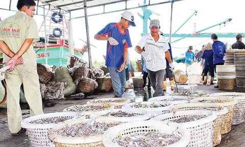 Giảm dần số lượng tàu khai thác thủy sản