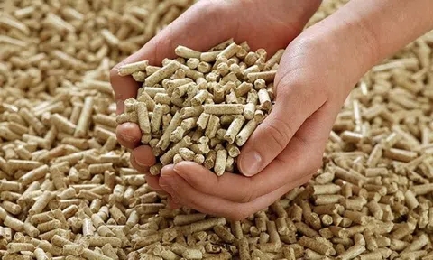 Bình Định: Một doanh nghiệp chi hàng trăm tỷ xây nhà máy để “đón sóng” cơn sốt viên nén gỗ