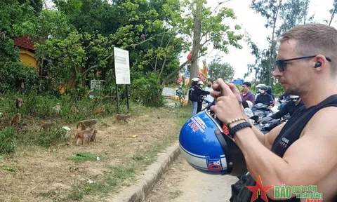 Chung tay bảo vệ đàn khỉ trên bán đảo Sơn Trà