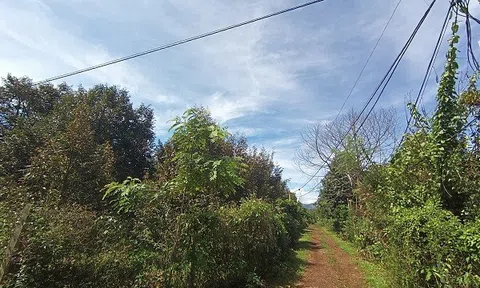 Đắk Lắk: Nghi vấn mua bán mã vùng trồng sầu riêng để trục lợi