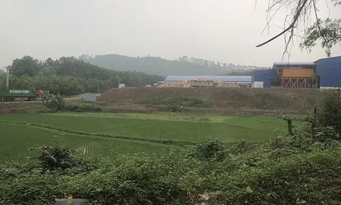 Xử lý dứt điểm sai phạm tại Dự án nhà máy chế biến gỗ ở huyện Yên Thế (Bắc Giang)