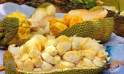 Cần Thơ: Lai tạo thành công giống mít mang hương vị sầu riêng