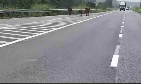 Tài xế hú hồn khi đàn bò “đi dạo” trên cao tốc TP.HCM – Long Thành – Dầu Giây