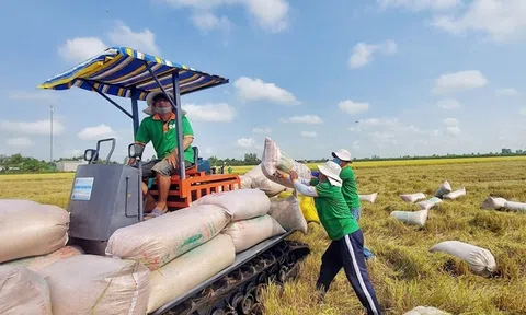 Doanh nghiệp xuất khẩu gạo tận dụng thời cơ chưa từng có