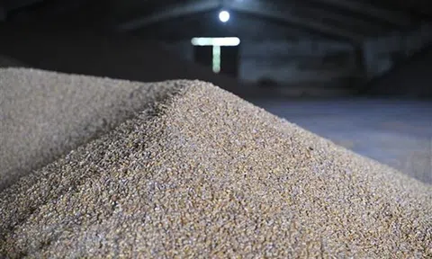 Giá gạo Thái Lan, Việt Nam tăng mạnh sau lệnh cấm xuất khẩu của Ấn Độ