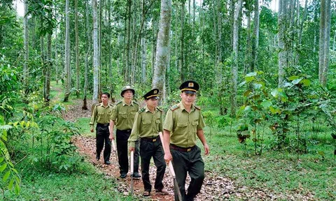 Chuyên trách bảo vệ rừng có phải là nghề độc hại, nguy hiểm?