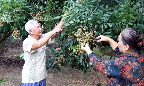 Hưng Yên: Tour trải nghiệm vườn nhãn hấp dẫn nhiều du khách