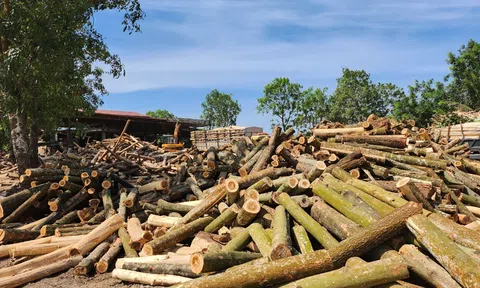 Căn cứ chứng minh, truy xuất nguồn gốc gỗ