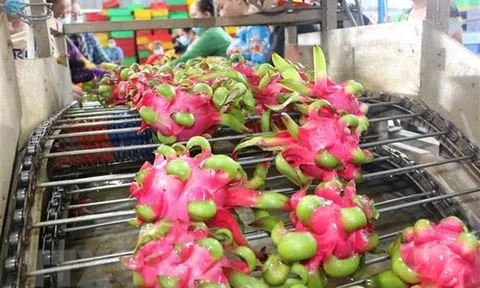 Tìm giải pháp lấy lại vị thế xuất khẩu cho thanh long Việt Nam
