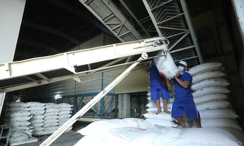Quy định về ủy thác xuất khẩu gạo nguy cơ hạn chế cơ hội của các doanh nghiệp nhỏ