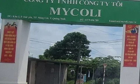 Quảng Ninh: Công ty TNHH Công ty Tôi vi phạm đất đai, xây dựng, Chủ tịch phường Hải Yên nói không có hồ sơ