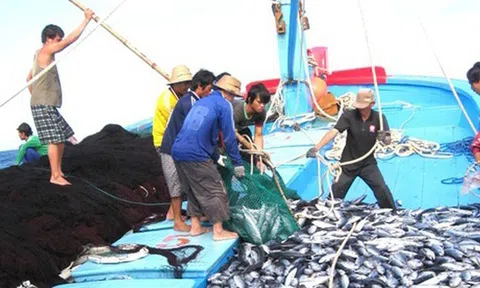 Thủ tướng chỉ đạo tập trung thực hiện các giải pháp cấp bách chống khai thác hải sản bất hợp pháp