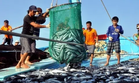 Quyết liệt triển khai các giải pháp cấp bách chống khai thác hải sản bất hợp pháp
