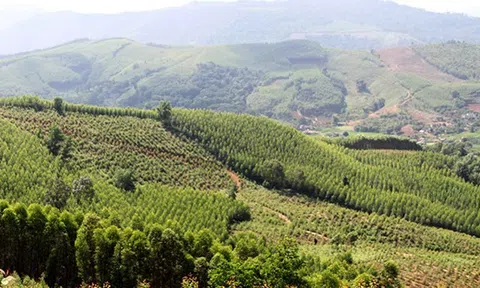 Bắc Giang chuyển mục đích sử dụng 24,45ha rừng để làm 3 dự án