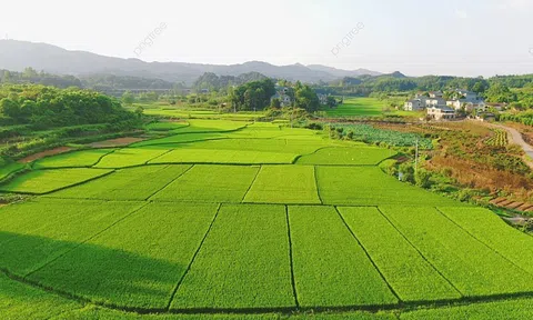 Luật Đất đai 2024: Quy định về trình tự, thủ tục cho phép chuyển mục đích sử dụng đất