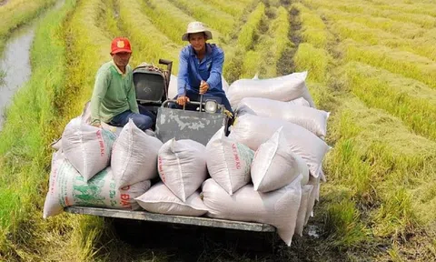 Thủ tướng chỉ đạo gỡ khó xuất khẩu lúa gạo