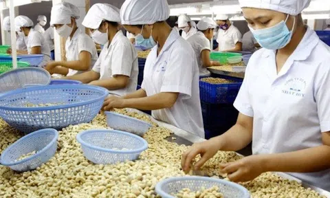 Doanh nghiệp xuất khẩu nông sản “giữ” sự phục hồi bền vững