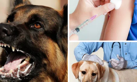 Truy tố, kiên quyết xử lý nghiêm trường hợp nuôi chó, mèo để xảy ra hậu quả nghiêm trọng