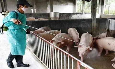 Đề xuất quy định mới về cơ chế, chính sách hỗ trợ phòng, chống dịch bệnh động vật