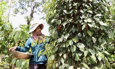 Xuất khẩu hồ tiêu giảm số lượng nhưng giá tăng mạnh