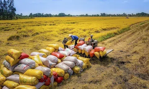 Áp giá sàn xuất khẩu gạo là không nên