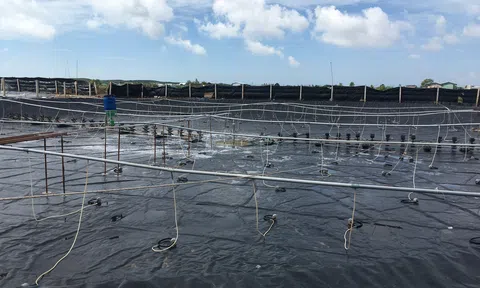 Sản xuất nông nghiệp tại xứ dừa tiếp tục phát triển dù hạn mặn kéo dài