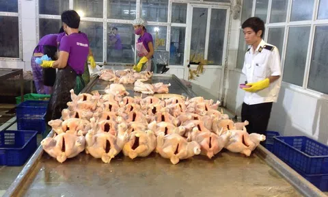 Kiểm soát giết mổ gia súc, gia cầm còn nhiều khó khăn