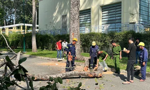 Từ vụ nhánh cây gãy khiến 5 người thương vong ở công viên Tao Đàn: Ai chịu trách nhiệm cho những tai họa từ trên trời rơi xuống?