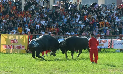 Phát hành 18.000 vé miễn phí tham dự Lễ hội Chọi trâu Đồ Sơn 2024