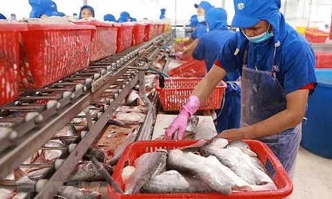 Việt Nam thống trị giá trị xuất khẩu cá tra