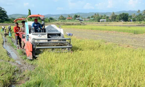 Điều kiện chuyển mục đích sử dụng đất trồng lúa nhỏ hơn 2 ha sang mục đích khác tại Bình Thuận từ 11/11