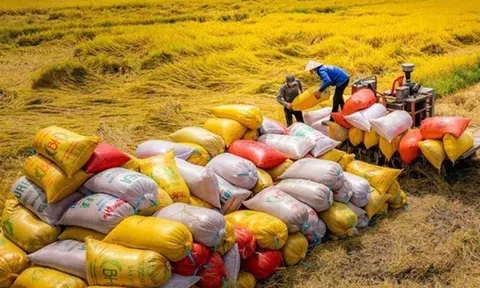 “Siết” quản lý xuất khẩu gạo: Doanh nghiệp cần lộ trình