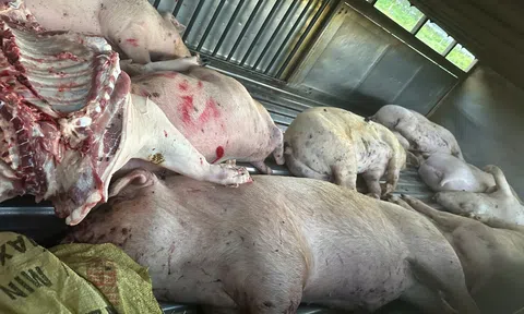 Quảng Trị phát hiện vụ vận chuyển lợn chết ở lò mổ