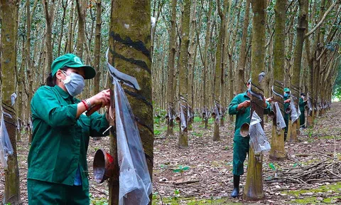 Cao su Sông Bé bị phạt 137,5 triệu đồng vì công bố thông tin sai lệch