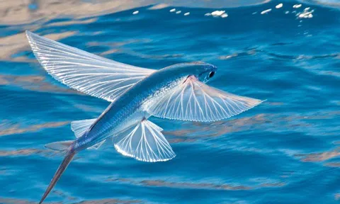 Loài cá biết bay