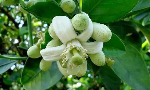 Hương sắc tháng 3 Hà Nội