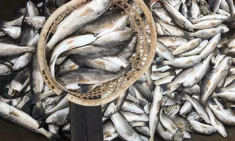 TX Nghi Sơn (Thanh Hóa): Cần giám sát chặt việc xả thải của Công ty Ngọc Sơn và Long Hải