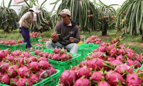 Xuất khẩu rau quả sang Hàn Quốc tăng 3,47%