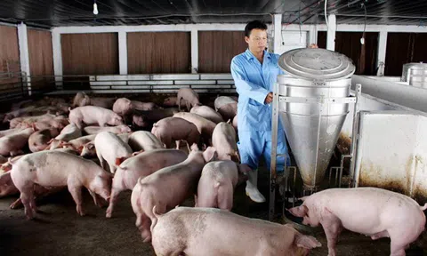Ngành chăn nuôi đối mặt nguy cơ đứt gãy sản xuất