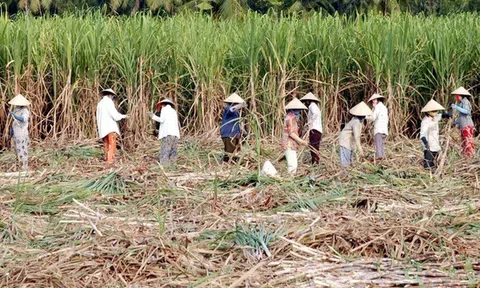 17 doanh nghiệp mía đường dừng sản xuất trong niên vụ 2020 - 2021