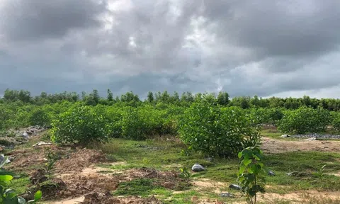 Quảng Bình: Nhiều sai phạm trong quản lý đất rừng tại Lâm trường Vĩnh Long